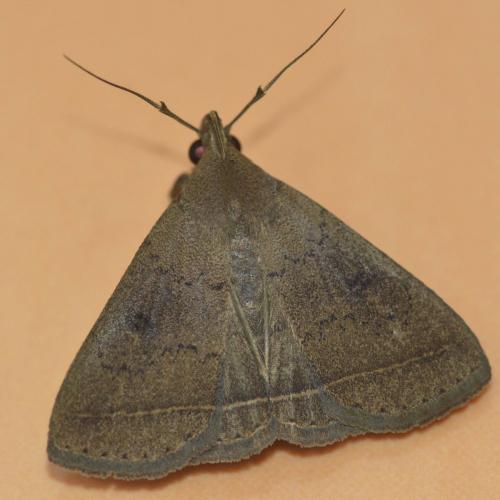 Réf. 310 727 : Simplicia pannalis